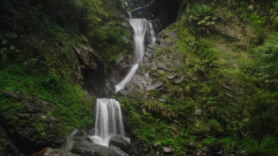 逃离橡子树种植地